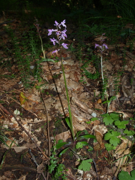 Orchis mascula subsp. speciosa